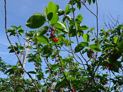 DSC01184
