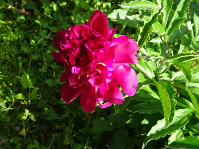 DSC01276
